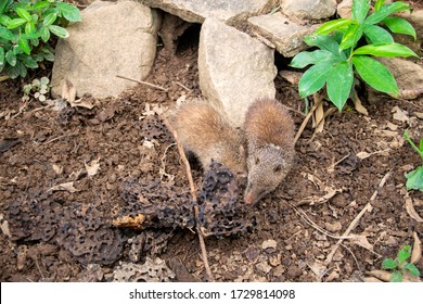 African Shrew(Sorex Minutissimus) In Madagascar