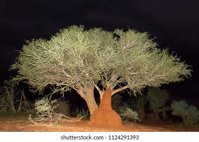 African shrubland with an acacia tree illuminated at night by a speedlight, with the dangerous darkness just beyond, and who knows what might be lurking out in the distance.
