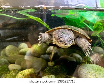 African Side Necked Turtle Images Stock Photos Vectors Shutterstock