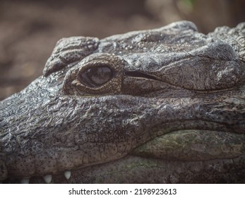 African slender-snouted crocodile (Mecistops cataphractus) looking to the camera, close-up texture of eye, head and skin