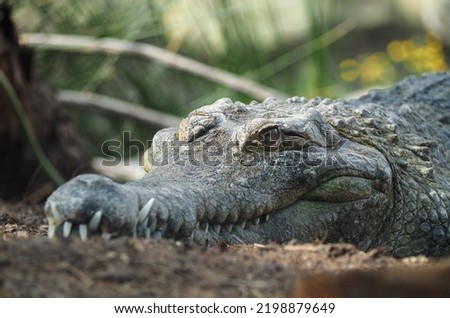 African slender-snouted crocodile (Mecistops cataphractus) isolated on land 