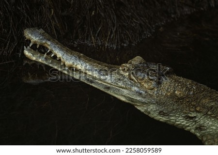 African Slender-snouted Crocodile - Mecistops cataphractus, potrait of crocodile from African rivers and lakes, Tanzania.