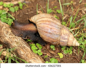 African Snail