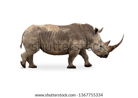 African Southern White Rhino with large pointy horn. Side profile isolated on white background