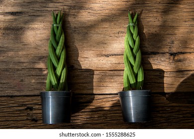 Sansevieria Cylindrica Bojer Images Stock Photos Vectors Shutterstock,How To Grow Sweet Potatoes In A Bucket