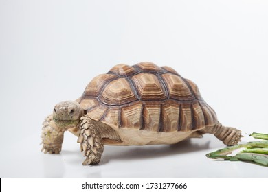 African Species Tortoise Centrochelys Sulcata On Stock Photo 1731277603 ...