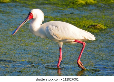 African Spoonbill