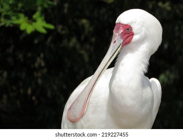 African Spoonbill