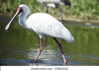 African Spoonbill