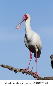 African Spoonbill