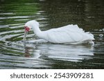 African Spoonbill feeding by moving its bill from side to side under water