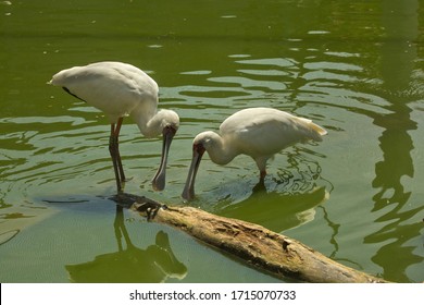 The African Spoonbill   (Platalea Alba).