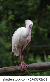 The African Spoonbill (Platalea Alba)