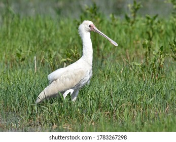 African Spoonbill, Platalea Alba, Bird