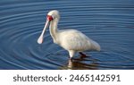 African Spoonbill wading through water 