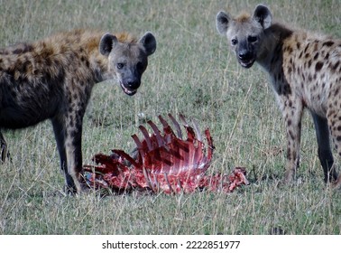 African Spotted Hyena with Wildebeest Ribs