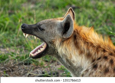 An African Spotted Hyena Yawning Showing It's Big Teeth