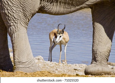 african springbok meets elephant at a water hole in Etosha National Park, Namibia