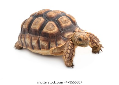 Jagged Shell Box Turtle Pyxidea Mouhotii Stock Photo (edit Now) 33140704