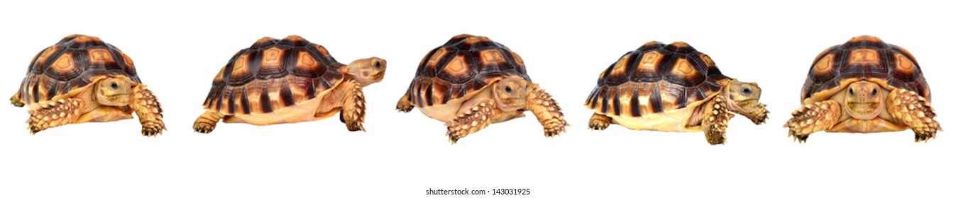 6,687 Sulcata tortoise Images, Stock Photos & Vectors | Shutterstock