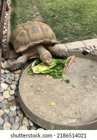 African Spurred Tortise Eating Dinner Stock Photo 2186514021 | Shutterstock