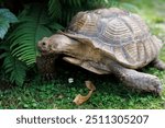 African spurred tortoise (Centrochelys sulcata)