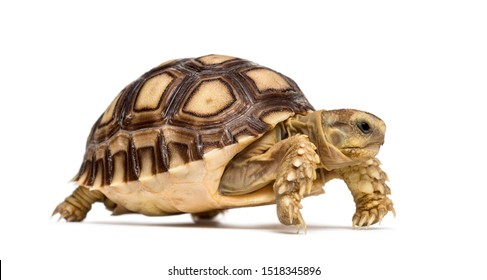 African spurred tortoise, Centrochelys sulcata, also called the sulcata tortoise, in front of white background - Shutterstock ID 1518345896