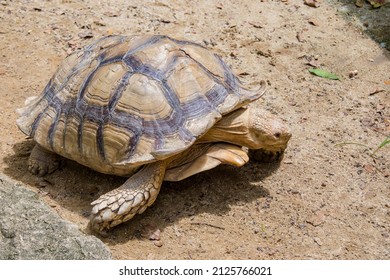 783 Sahara turtle Images, Stock Photos & Vectors | Shutterstock