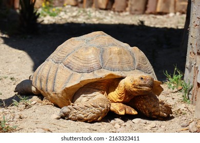 African Spurred Tortoise Centrochelys Sulcata Stock Photo 2163323411 ...