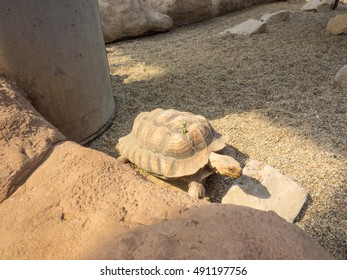 African spurred tortoise (Centrochelys sulcata) is a species of tortoise, which inhabits the southern edge of the Sahara desert, in northern Africa.