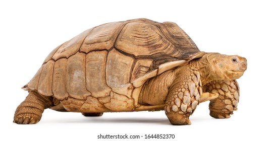African Spurred Tortoise, Geochelone sulcata, in front of white background