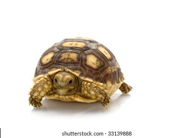 6,099 African spurred tortoise Images, Stock Photos & Vectors ...