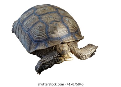 African Spurred Tortoise Geochelone Sulcata Isolated Stock Photo ...