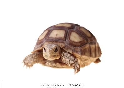 15,851 Tortoise baby Images, Stock Photos & Vectors | Shutterstock