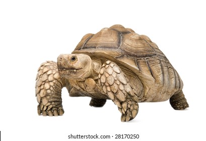 6,099 African spurred tortoise Images, Stock Photos & Vectors ...