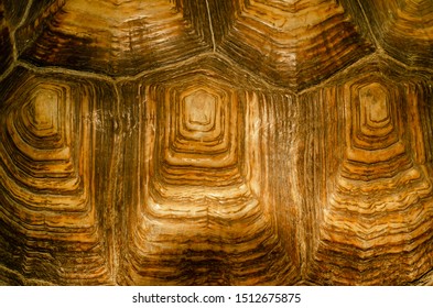 African Spurred Tortoise Shell Texture Detail Stock Photo 1512675875 ...