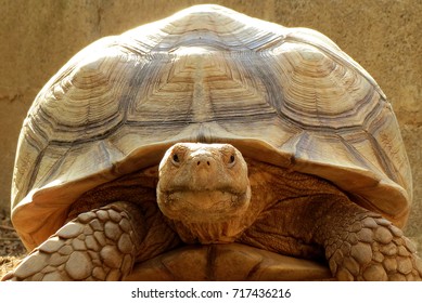 7,296 Desert tortoise Stock Photos, Images & Photography | Shutterstock