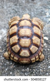 1,094 Tortoise shell top view Images, Stock Photos & Vectors | Shutterstock