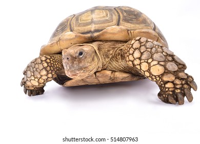 African spurred tortoise,Centrochelys sulcata