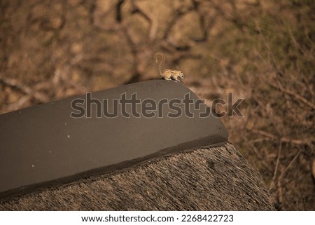african squirrel on top of a thatch roof in the bush