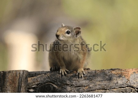 african squirrel on a wooden railing