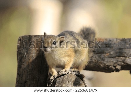 african squirrel on a wooden railing