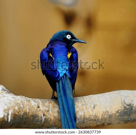 African Starling. A bird raised at  Park, with beautiful body colors and eyes.