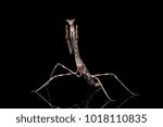 African stick mantis, or cat mantis (Heterochaeta orientalis) from Mozambique - defense pose, on a black surface and black background