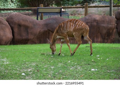 An African Striped Deer Grazing