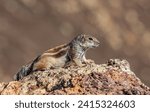 African striped ground squirrel (Euxerus erythropus) in Fuerteventura Island, is a species of squirrel native to Africa.