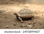 African Sulcata Tortoise Natural Habitat,Close up African spurred tortoise resting in the garden, Slow life ,Africa spurred tortoise sunbathe on ground with his protective shell ,Beautiful Tortoise