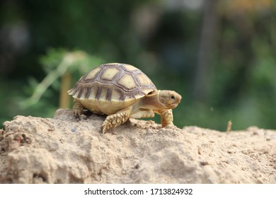 African Sulcata Tortoise Natural Habitatclose African Stock Photo 