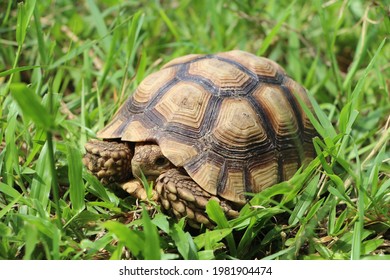 African Sulcata Tortoise Natural Habitat,Close up African spurred tortoise resting in the garden, Slow life ,Africa spurred tortoise sunbathe on ground with his protective shell ,Beautiful Tortoise - Shutterstock ID 1981904474