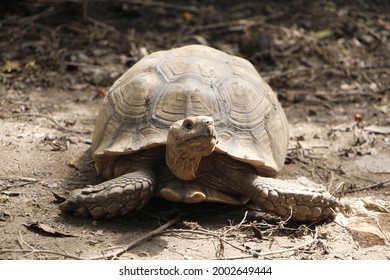 Tortoise Nesting Egg Laying Female Tortoise Stock Photo (edit Now 